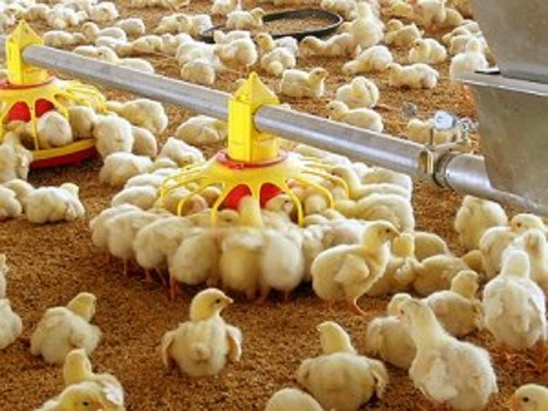 bisnis peternakan ayam ras